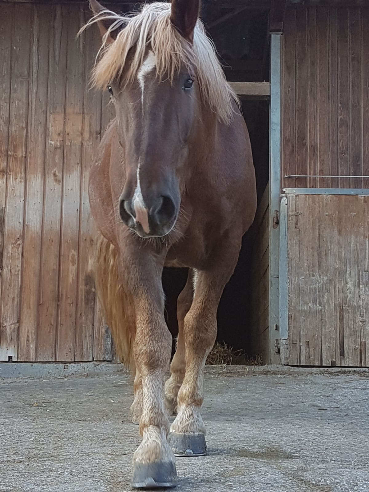 Reittherapie Summertime – Impression 29